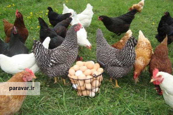 سود پرورش مرغ تخمگذار