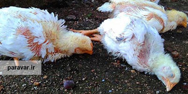 بیماری های رایج پرورش مرغ