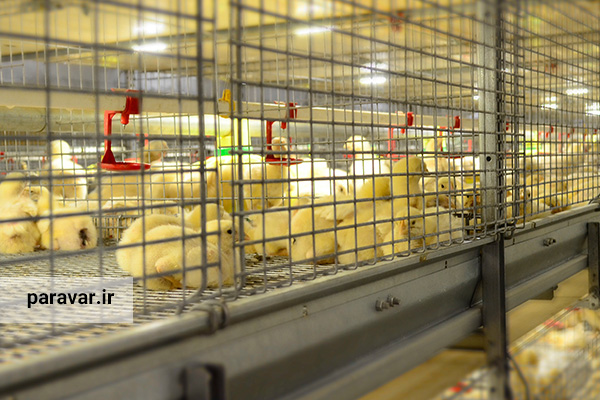 پرورش مرغ در قفس