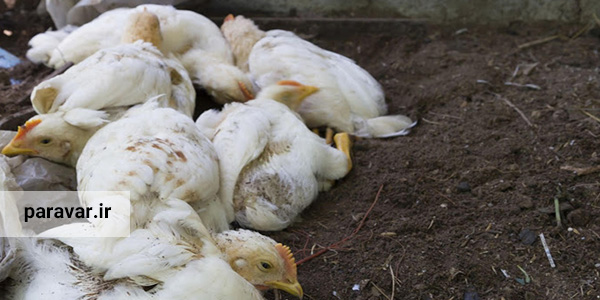 بیماری های رایج در پرورش مرغ