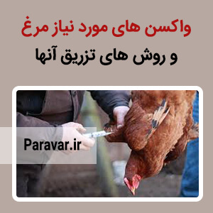 واکسن های مورد نیاز مرغ