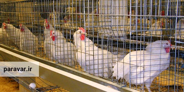 مقایسه پرورش مرغ سفید با مرغ بومی