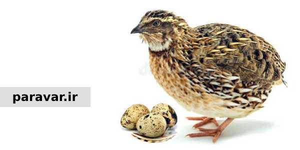 خرید بلدرچین تخمگذار