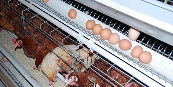 قفس مرغ تخمگذار