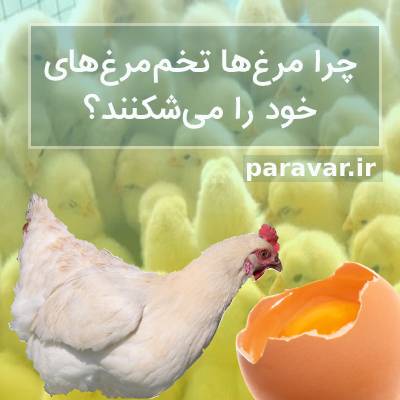 شکستن تخم مرغ توسط مرغ