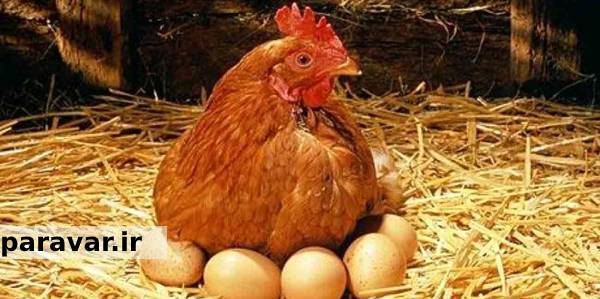 شکستن تخم مرغ توسط مرغ