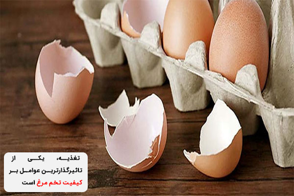 تغذیه در کیفیت تخم مرغ