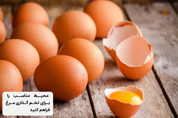 محیط مناسب و تاثیر آن بر کیفیت تخم مرغ
