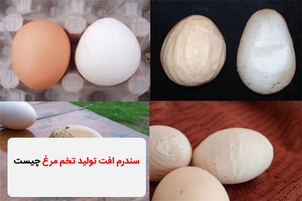 سندرم افت تولید تخم مرغ چیست