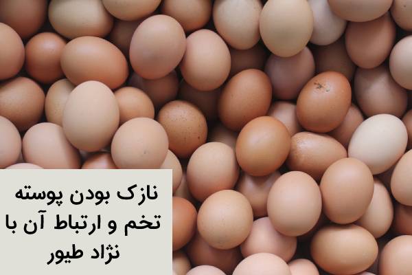 نازک بودن پوسته تخم مرغ