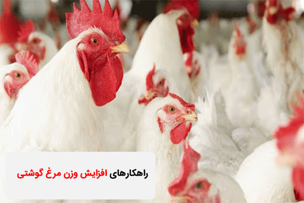 راهکار افزایش وزن مرغ گوشتی