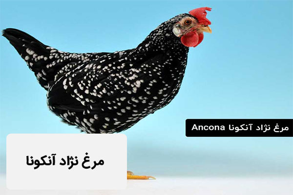 مرغ نژاد آنکونا