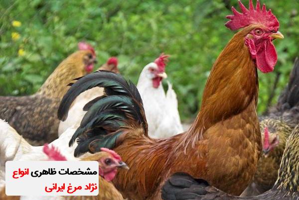 انواع نژاد مرغ ایرانی