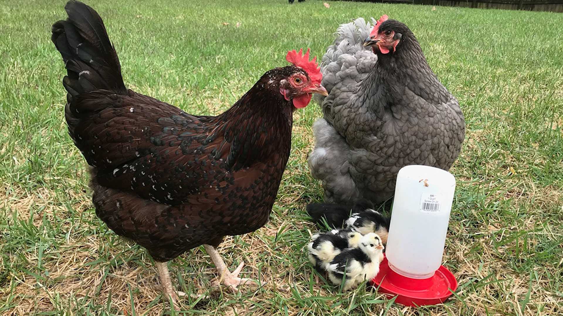 پرورش مرغ زینتی