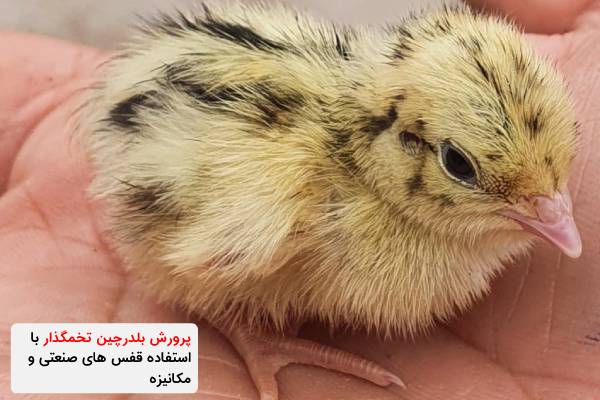 پرورش بلدرچین تخمگذار