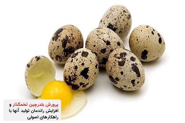 پرورش بلدرچین تخمگذار