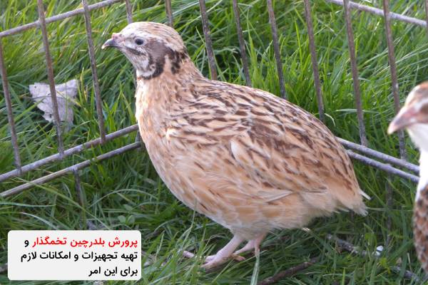پرورش بلدرچین تخمگذار