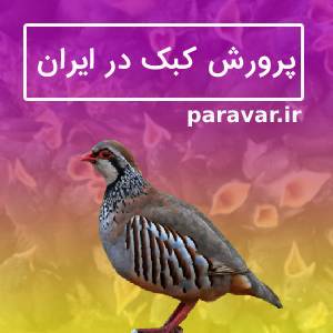 پرورش کبک در ایران