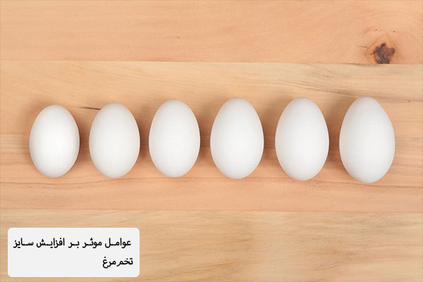 عوامل موثر بر افزایش وزن تخم‌مرغ