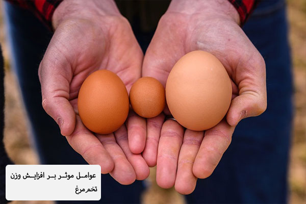 عوامل موثر بر افزایش سایز تخم‌مرغ