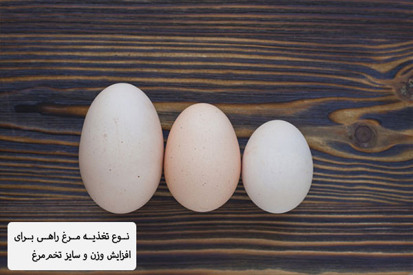 نوع تغذیه مرغ راهی برای افزایش وزن و سایز تخم‌مرغ