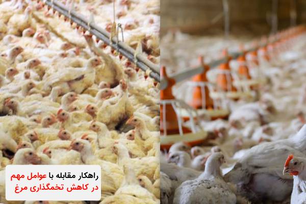 عوامل مهم در کاهش تخمگذاری مرغ