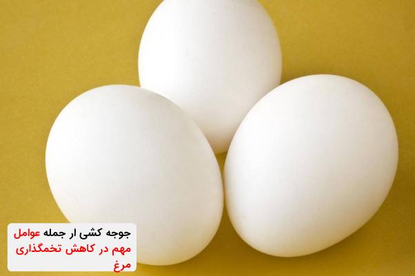 عوامل مهم در کاهش تخمگذاری مرغ