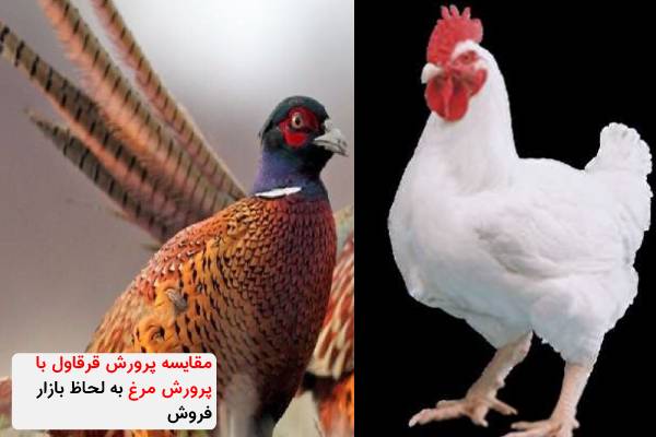 مقایسه پرورش قرقاول با پرورش مرغ