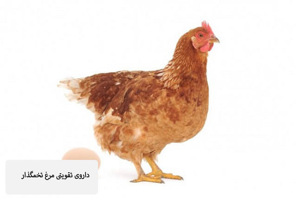 داروی تقویتی مرغ تخمگذار