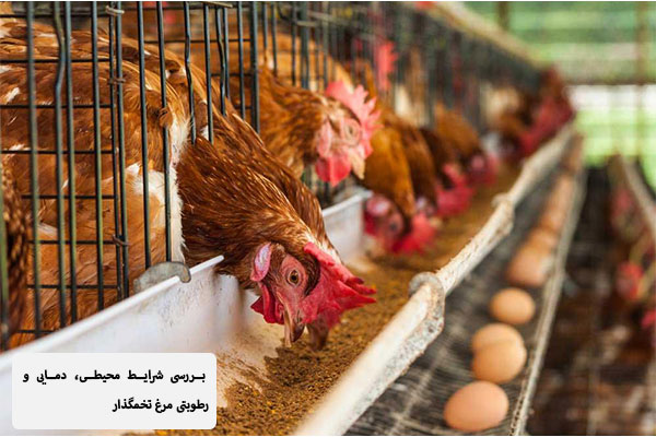 بررسی شرایط محیطی، دمایی و رطوبتی مرغ تخمگذار