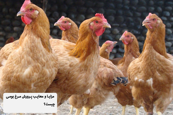 مزایا و معایب پرورش مرغ بومی
