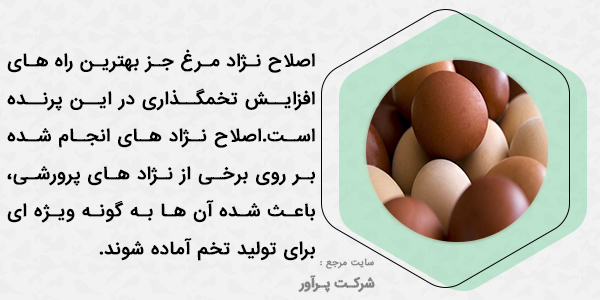 افزایش تخمگذاری مرغ