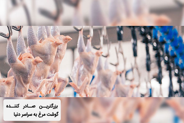 صادرات گوشت مرغ